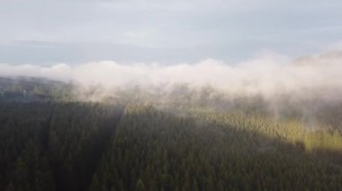 View from above of a healthy forest hiding behind a white mist and trees getting the water they need to live. Fresh air in nature untouched by man. Biodiversity. Sunset