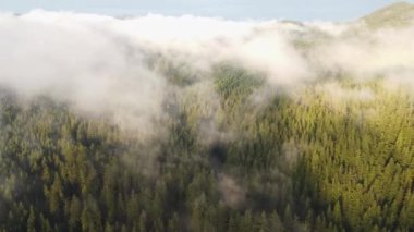 View from above of a healthy forest hiding behind a white mist and trees getting the water they need to live. Fresh air in nature untouched by man. Biodiversity. Sunset