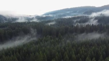 View from above of a healthy forest hiding behind a white mist and trees getting the water they need to live. Fresh air in nature untouched by man. Biodiversity. Sunset