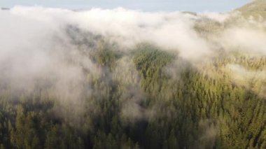 View from above of a healthy forest hiding behind a white mist and trees getting the water they need to live. Fresh air in nature untouched by man. Biodiversity. Sunset