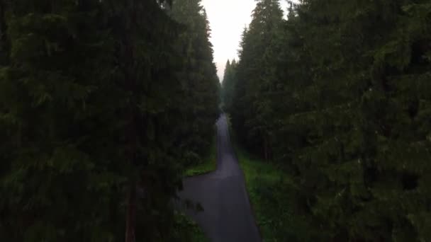 Вид Лісову Стежку Оточену Здоровими Деревами Які Виробляють Багато Кисню — стокове відео