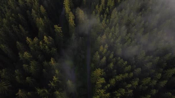 Вид Лісову Стежку Оточену Здоровими Деревами Які Виробляють Багато Кисню — стокове відео