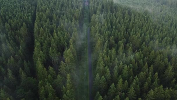 View Forest Path Surrounded Healthy Trees Produce Lot Oxygen Heal — Vídeos de Stock