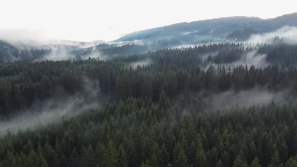Вид Зверху Здоровий Ліс Ховається Білим Туманом Дерева Отримують Воду — стокове відео