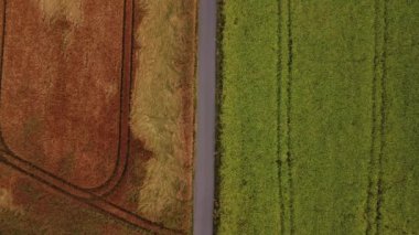 Road on which the car drives divides two huge fields to create a sufficient supply of resources. Beautiful agricultural scenery. Yellow and orange
