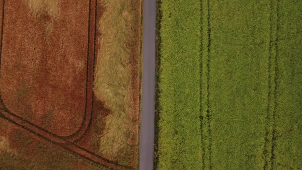 Road Which Car Drives Divides Two Huge Fields Create Sufficient — Vídeos de Stock
