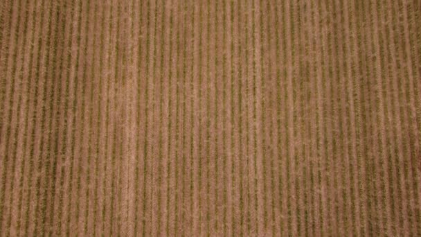 Aerial View Agricultural Fields Orchards Flowerbeds Create Enough Resources Humanity — Vídeos de Stock