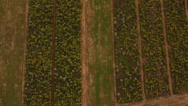 Aerial View Agricultural Fields Orchards Flowerbeds Create Enough Resources Humanity — Video Stock