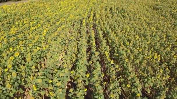 Aerial View Sunflower Field Holds Millions Healthy Seeds Humanity Sunflower — Stok Video