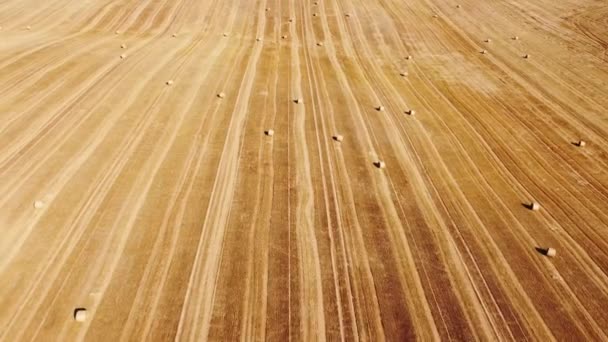 View Grain Field Harvesting Individual Cobs Agriculture Hay Bales Spread — Stock Video