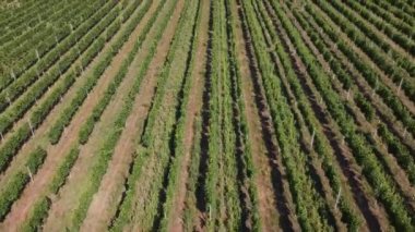 Aerial Cinematic clip. Top view of a winery in Kyjov, Czech republic. Wine aging in rows. Vineyards, grapes field, vine on plantation. Harvest season. Agricultural field in green even rows.