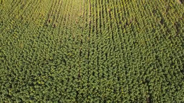 Aerial View Sunflower Field Holds Millions Healthy Seeds Humanity Sunflower — Αρχείο Βίντεο