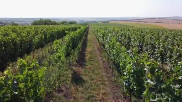 Aerial Cinematic Clip Top View Winery Kyjov Czech Republic Wine — Stockvideo