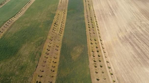 Aerial View Agricultural Fields Orchards Flowerbeds Create Enough Resources Humanity — Αρχείο Βίντεο