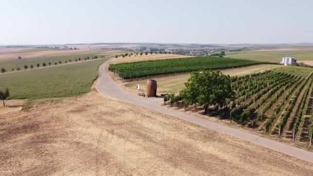 Aspiring Winemaker Goes His Crop Evaluates Vines Summer Wondering What — Vídeo de stock