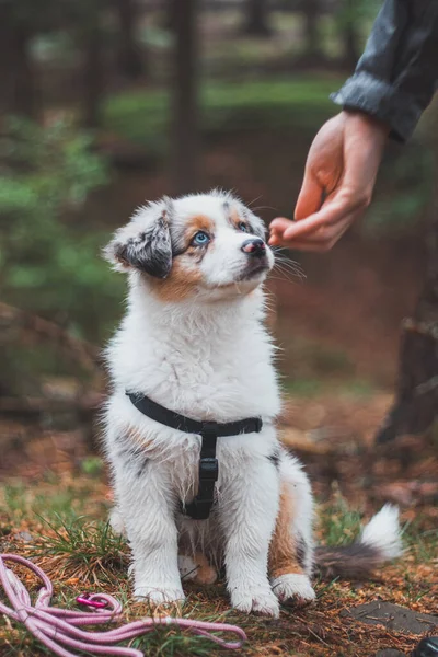 Cute Australian Shepherd Puppy Sits Obediently Next His Master Looks — Stock Photo, Image