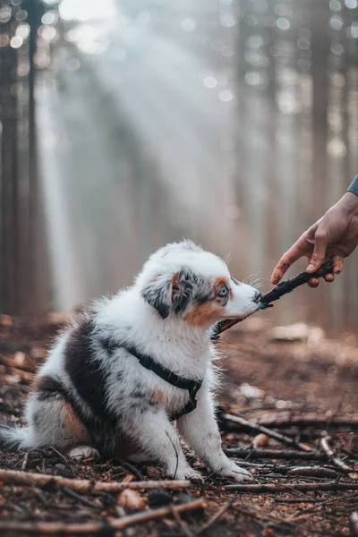 Young female Australian Shepherd puppy in colour blue merle is tugging on a branch with her owner. Playing with a stick in the forest. Fun for a small female dog.