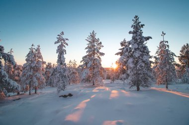 Kuzey Kutup Dairesi 'nin yukarısındaki Laponya bölgesinin Rovaniemi bölgesinde gün doğumunda Fin tundrasının karlı manzarası. Saf doğada dondurucu bir sabah. Ormandan geçen güneş ışınları.