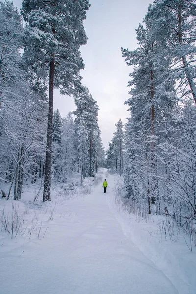 man walks through a pristine snowy landscape near the small town of Kajaani in Kainu region, Finland. Scandinavian freezing winter.