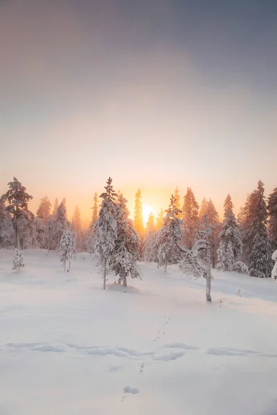 Άποψη Του Χιονισμένου Τοπίου Της Φινλανδικής Τούνδρας Κατά Την Ανατολή — Φωτογραφία Αρχείου