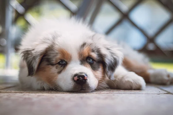 Avustralya Çoban Köpeği Yerde Yorgun Bir Şekilde Yatıyor Sıkı Bir — Stok fotoğraf