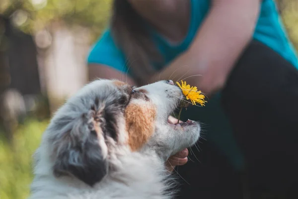 Cãozinho Pastor Australiano Tenta Morder Uma Flor Dente Leão Merle — Fotografia de Stock