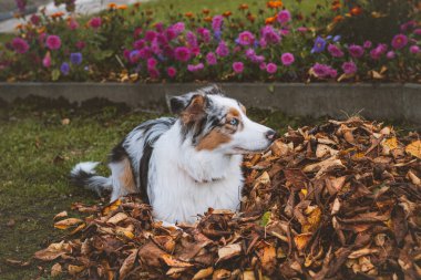 Avustralya çoban köpeği renkli yaprakların arasında oynuyor ve mutlu bir şekilde gülümsüyor. Sonbahar oyunu. Sonbaharın başında bir evcil hayvanın neşesi. Gübre yığınında yatan mavi merle köpeği