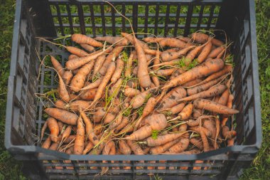 Bir sepet taze koparılmış turuncu havuç. Ev bahçesinde sonbahar sebze toplaması. Gübreyle beslenen ve yağmur suyuyla sulanan organik havuçlar..