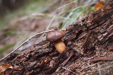 Ladin iğneli Boletus Edulis 'in detayları. Eylül ve Ekim aylarında sonbahar dönemi, mantar büyümesi için idealdir. Orman ortamı. 
