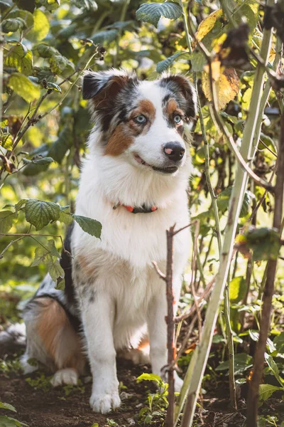 Blue Eyed Australian Shepherd Cachorro Sienta Sus Patas Traseras Con — Foto de Stock