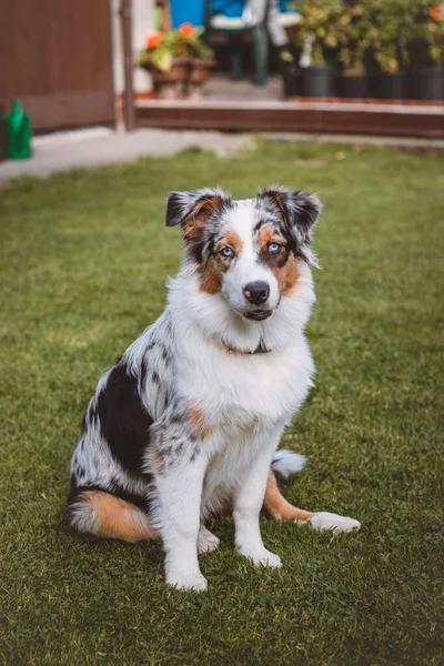 Blue Eyed Australian Shepherd Cachorro Sienta Sus Patas Traseras Con — Foto de Stock