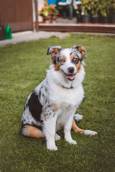Blue Eyed Australian Shepherd Puppy Sits His Hind Legs His — Stock Photo, Image