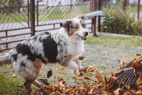 Australian Shepherd puppy plays in a pile of leaves that a woman is trying to gather into a large basket. A female dog jumps, runs and nibbles the colourful leaves. Pet entertainment.