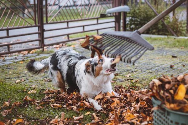 Australian Shepherd puppy plays in a pile of leaves that a woman is trying to gather into a large basket. A female dog jumps, runs and nibbles the colourful leaves. Pet entertainment.