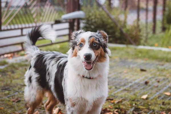 Australian Shepherd Puppy Plays Pile Leaves Woman Trying Gather Large — Stock Photo, Image