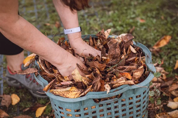Mulher Ancinhos Pega Caído Folhas Coloridas Arrumos Até Jardim Trabalho — Fotografia de Stock