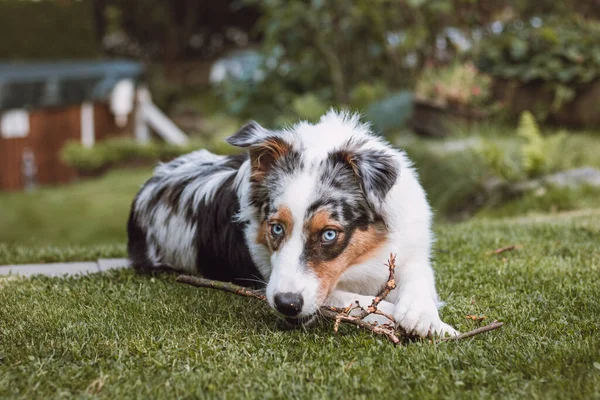 澳大利亚牧羊犬 长着一双破破烂烂的眼睛 躺在花园里 咀嚼着树枝 开心地笑着 对宠物的爱 — 图库照片