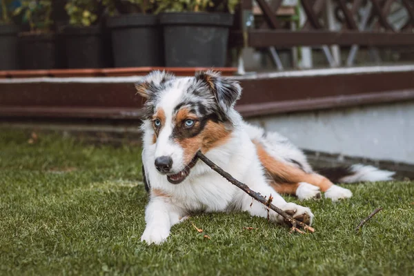 Australiska Shepherd Valp Med Trasiga Ögon Liggande Trädgården Tugga Kvist — Stockfoto