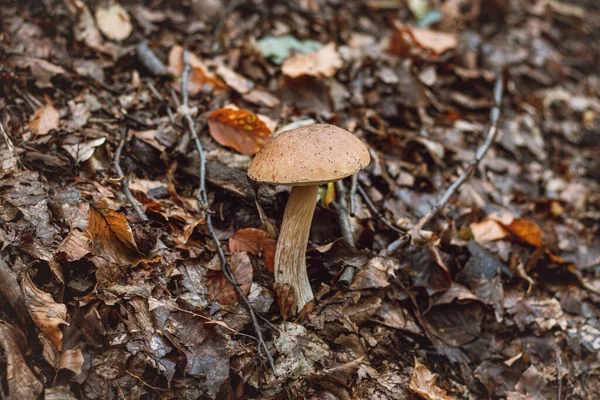 Detalj Boletus Edulis Granbarr Hösttid Månaderna September Och Oktober Som — Stockfoto