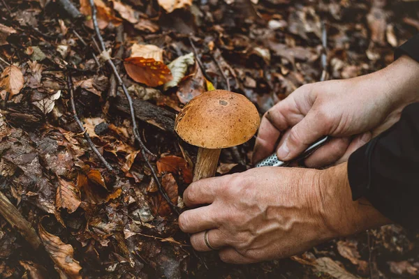 Detalj Boletus Edulis Granbarr Och Händerna Mannen Som Samlar Den — Stockfoto