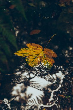 Sarı-turuncu akçaağaç yaprağı el değmemiş bir ormanın ortasındaki küçük bir nehrin sakin yüzeyinde yüzüyor. Yağmurlu havada bir parça kış neşesi.