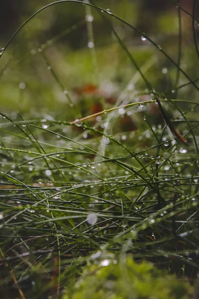 Fine Details Parts Untouched Nature Rainy Weather Find All Beskydy — Stock Photo, Image