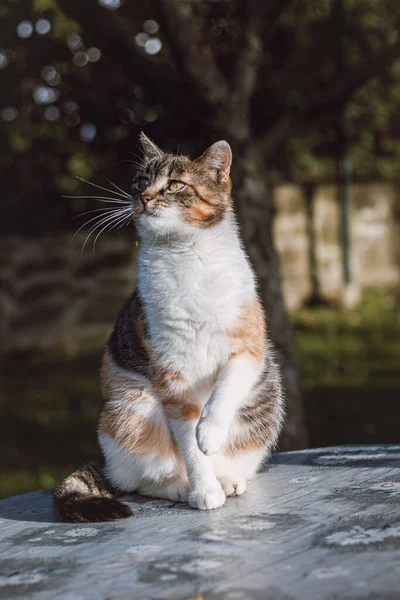 Ciekawy Zabawny Wygląd Trzech Kolorowych Kotów Domowych Stojących Stole Felis — Zdjęcie stockowe