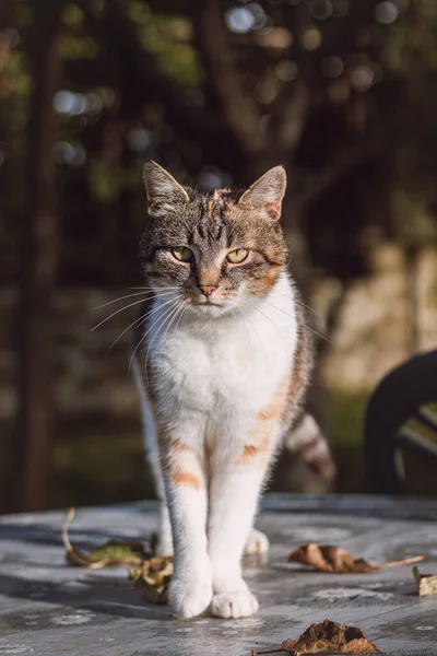 Neugierig Und Verspielt Wirken Drei Bunte Hauskatzen Die Auf Einem — Stockfoto