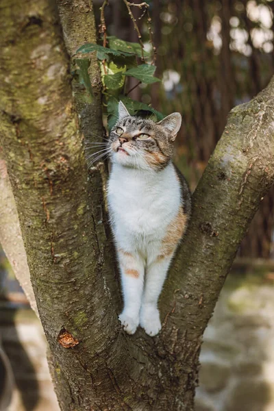 Look Curieux Ludique Trois Chats Maison Colorés Debout Sur Arbre — Photo