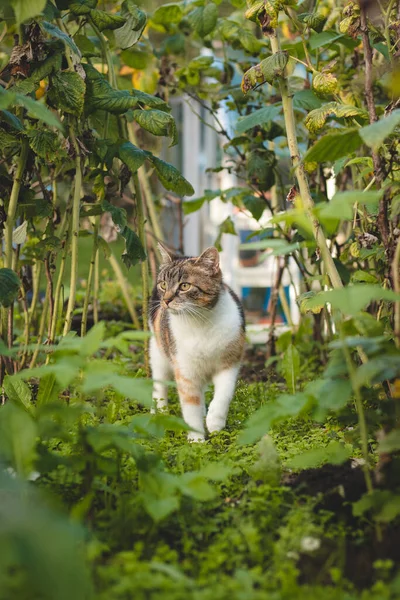 好奇地看到三只五颜六色的家猫在花园里的树莓丛中散步 菲利斯 卡图斯 Felis Catus Domesticus 在这片土地上行走 — 图库照片