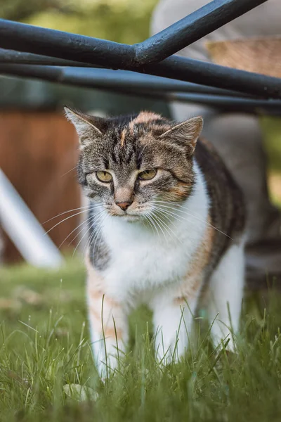 Zły Znudzony Wygląd Trzech Kolorowych Kotów Domowych Spacerujących Ogrodzie Felis — Zdjęcie stockowe