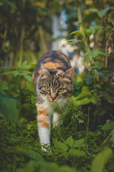 Curioso Vedere Tre Gatti Colorati Casa Passeggiando Tra Cespugli Lamponi — Foto Stock