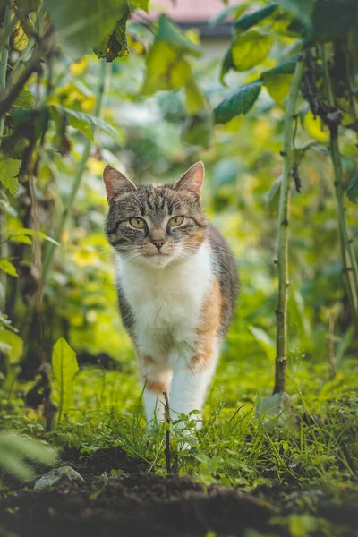 Zvláštní Pohled Tři Barevné Domácí Kočky Procházející Malinovým Křovím Zahradě — Stock fotografie