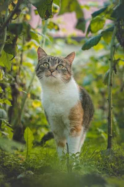 Visão Curiosa Três Gatos Coloridos Andando Pelos Arbustos Framboesa Jardim — Fotografia de Stock